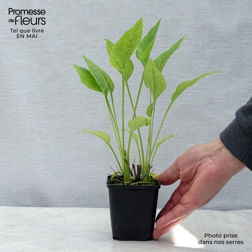 Exemplaar van Echinacea purpurea Aloha - Rode zonnehoed Kweekpotje van 8/9 cm zoals geleverd in de lente