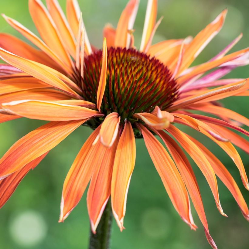Echinacea Arts Pride - Rode zonnehoed (Bloei)