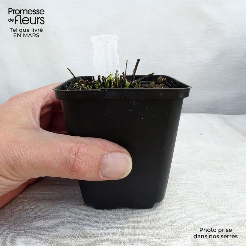 Exemplaar van Echinacea purpurea Avalanche - Rode zonnehoed Kweekpotje van 8/9 cm zoals geleverd in de lente