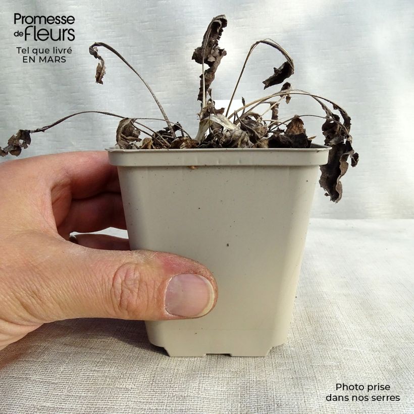 Example of Echinacea purpurea Big Kahuna - Rode zonnehoed Kweekpotje van 8/9 cm as you get in hiver