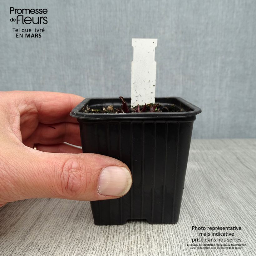 Exemplaar van Echinacea purpurea Butterfly Kisses - Rode zonnehoed Kweekpotje van 8/9 cm zoals geleverd in de lente