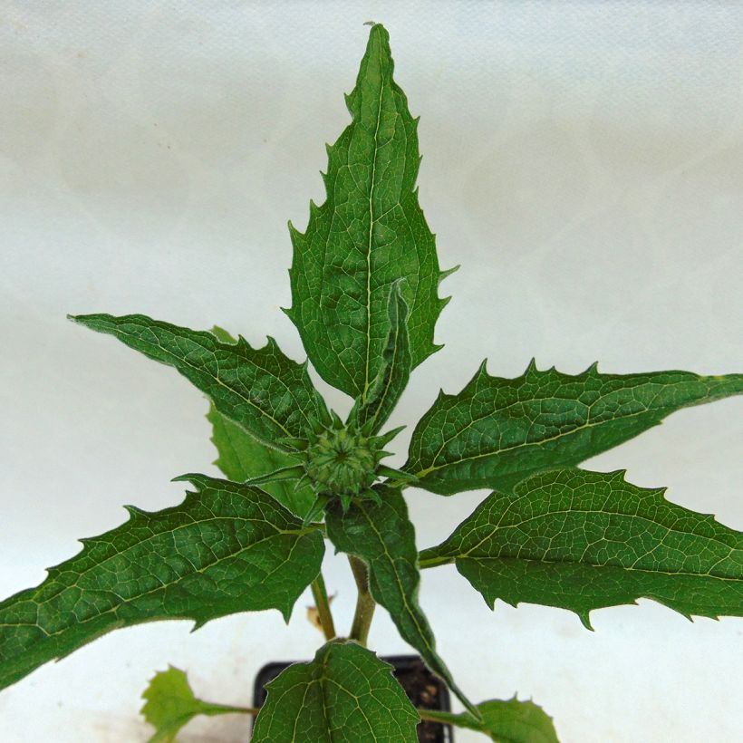 Echinacea purpurea Catharina - Rode zonnehoed (Blad)