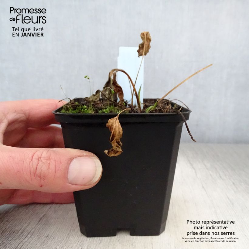 Example of Echinacea purpurea Chiquita - Rode zonnehoed Kweekpotje van 8/9 cm as you get in hiver