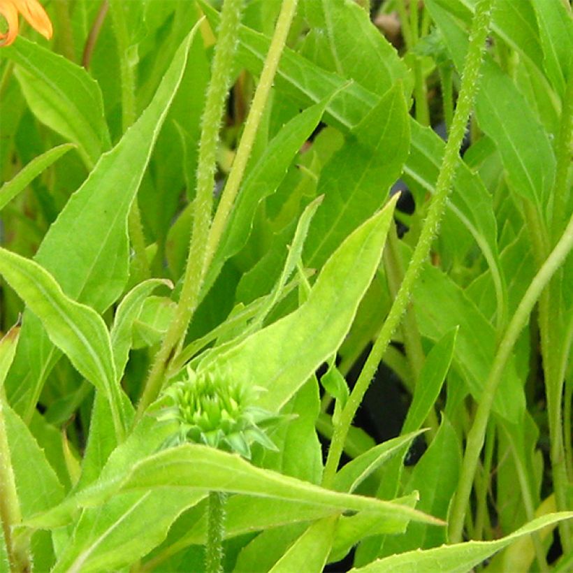 Echinacea purpurea Colourburst Orange - Rode zonnehoed (Foliage)