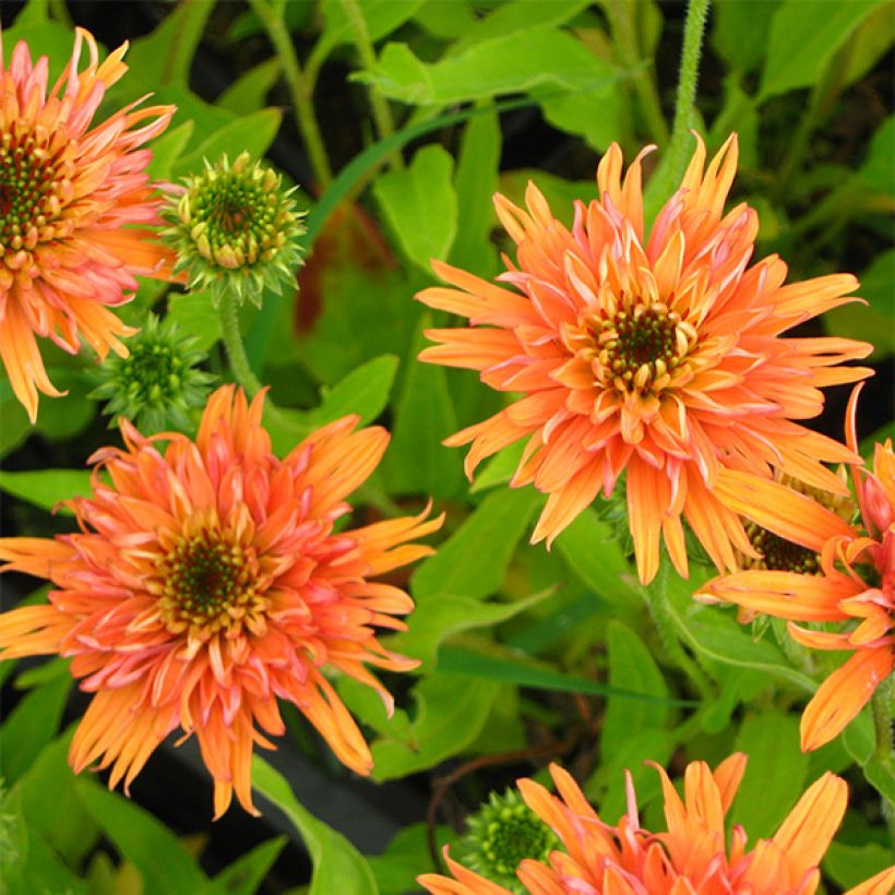 Echinacea purpurea Colourburst Orange - Rode zonnehoed (Flowering)