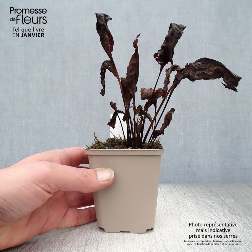 Example of Echinacea Eccentric - Echinacée Kweekpotje van 8/9 cm as you get in hiver