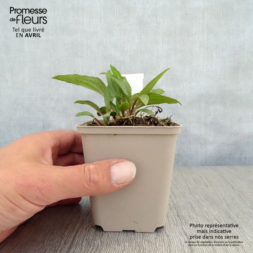 Exemplaar van Echinacea purpurea Eccentric - Rode zonnehoed Kweekpotje van 8/9 cm zoals geleverd in de lente