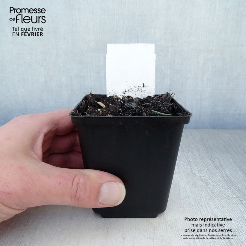 Example of Echinacea purpurea Fatal Attraction - Rode zonnehoed Kweekpotje van 8/9 cm as you get in hiver