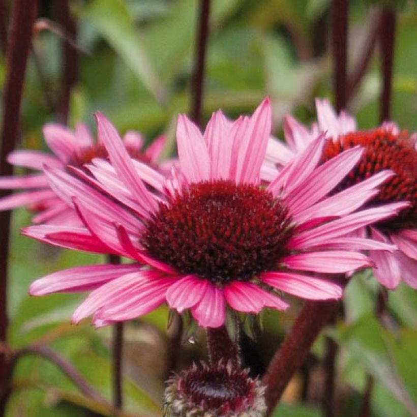 Echinacea purpurea Fatal Attraction - Rode zonnehoed (Flowering)