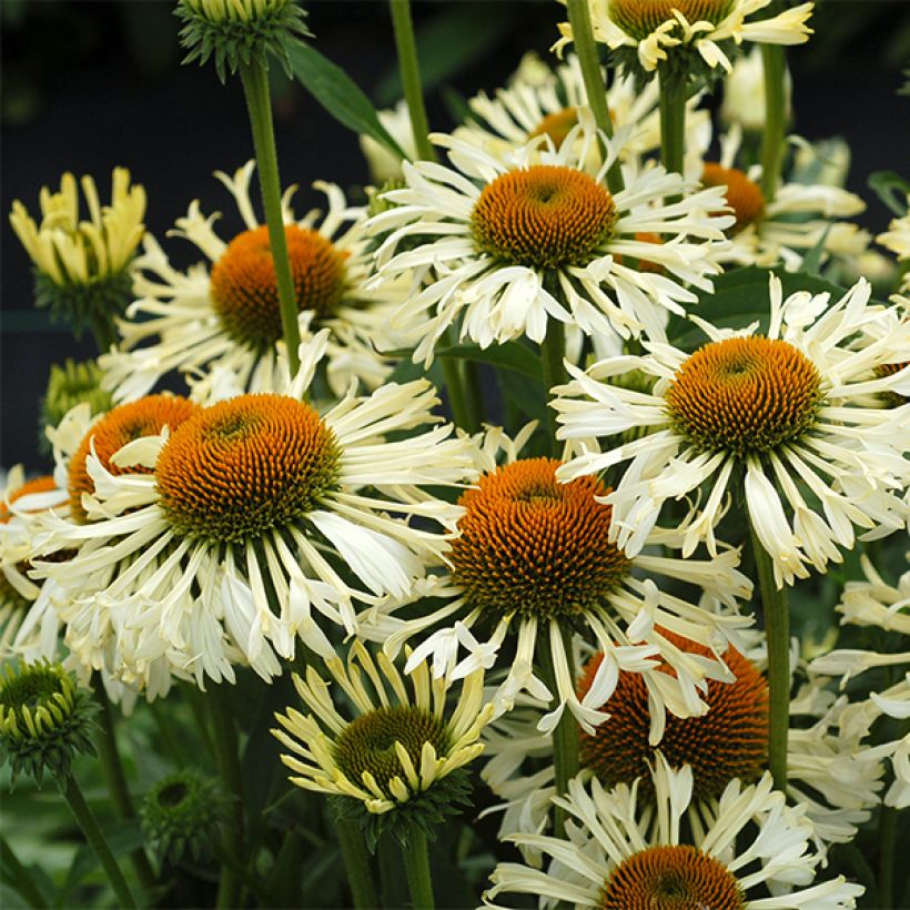 Echinacea purpurea Ferris Wheels - Rode zonnehoed (Flowering)