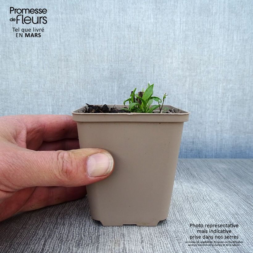 Exemplaar van Echinacea purpurea Ferris Wheels - Rode zonnehoed Kweekpotje van 8/9 cm zoals geleverd in de lente