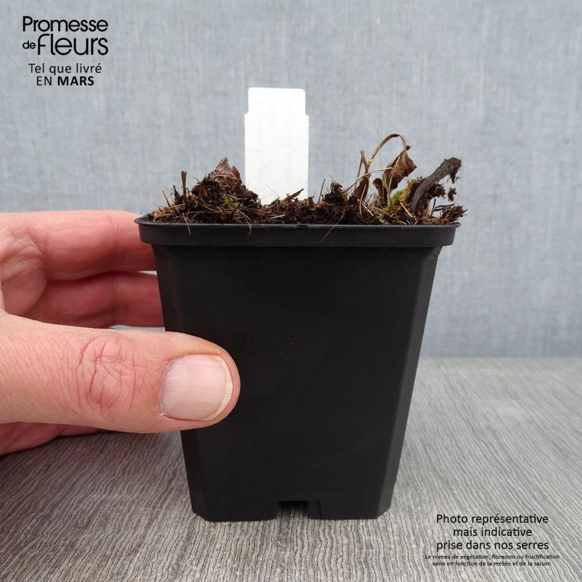 Exemplaar van Echinacea purpurea Funky White - Zonnehoed Kweekpotje van 8/9 cm zoals geleverd in de winter