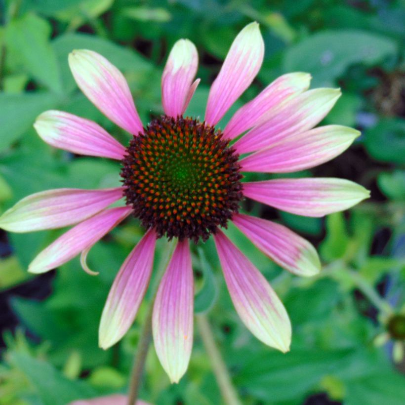 Echinacea purpurea Green Envy - Rode zonnehoed (Flowering)