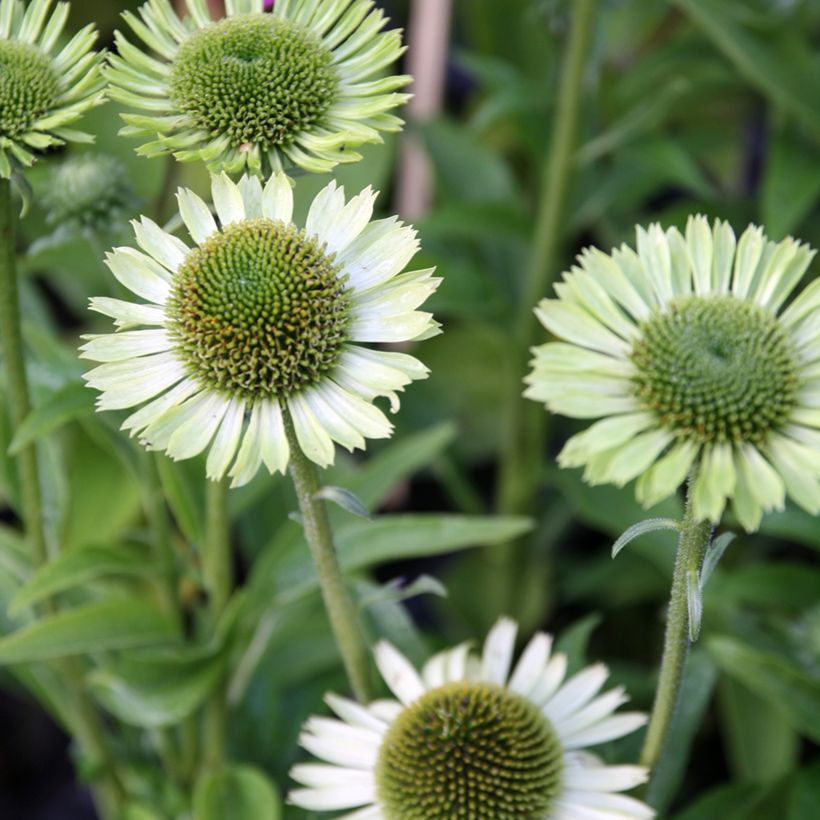 Echinacea purpurea Green Jewel - Rode zonnehoed (Bloei)