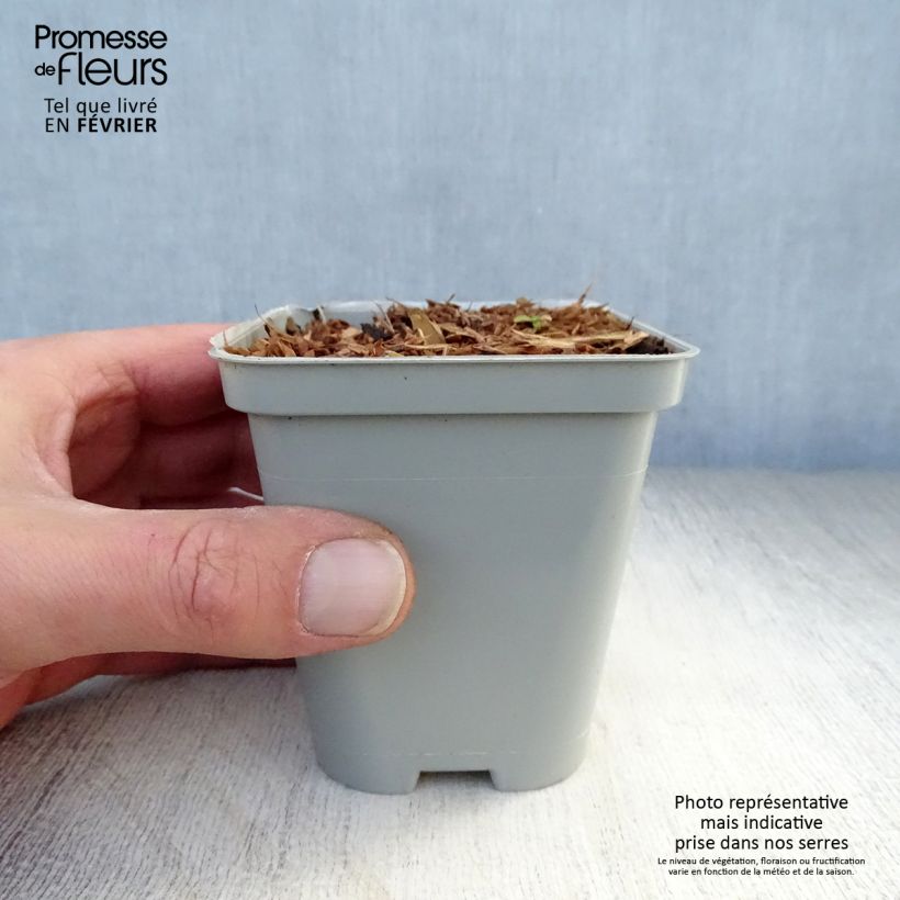 Example of Echinacea Green Jewel - Echinacée Kweekpotje van 8/9 cm as you get in hiver