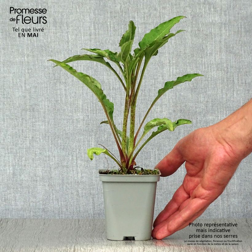 Exemplaar van Echinacea purpurea Green Jewel - Rode zonnehoed Kweekpotje van 8/9 cm zoals geleverd in de lente