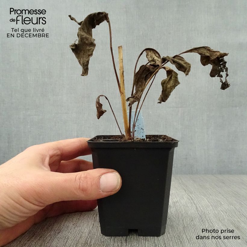 Example of Echinacea purpurea Harvest Moon - Rode zonnehoed Kweekpotje van 8/9 cm as you get in hiver