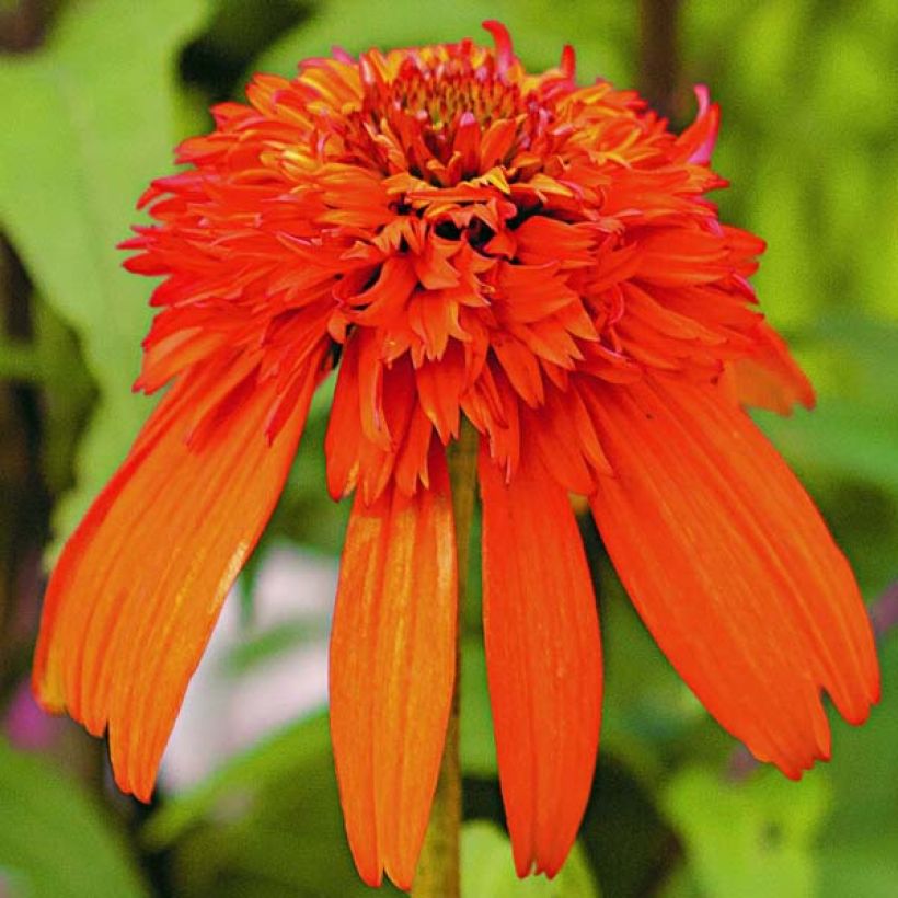 Echinacea purpurea Hot Papaya - Rode zonnehoed (Flowering)