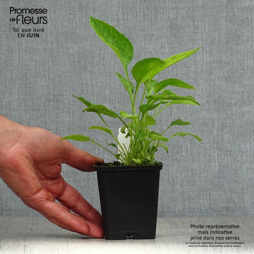 Exemplaar van Echinacea purpurea Hot Papaya - Rode zonnehoed Kweekpotje van 8/9 cm zoals geleverd in de zomer