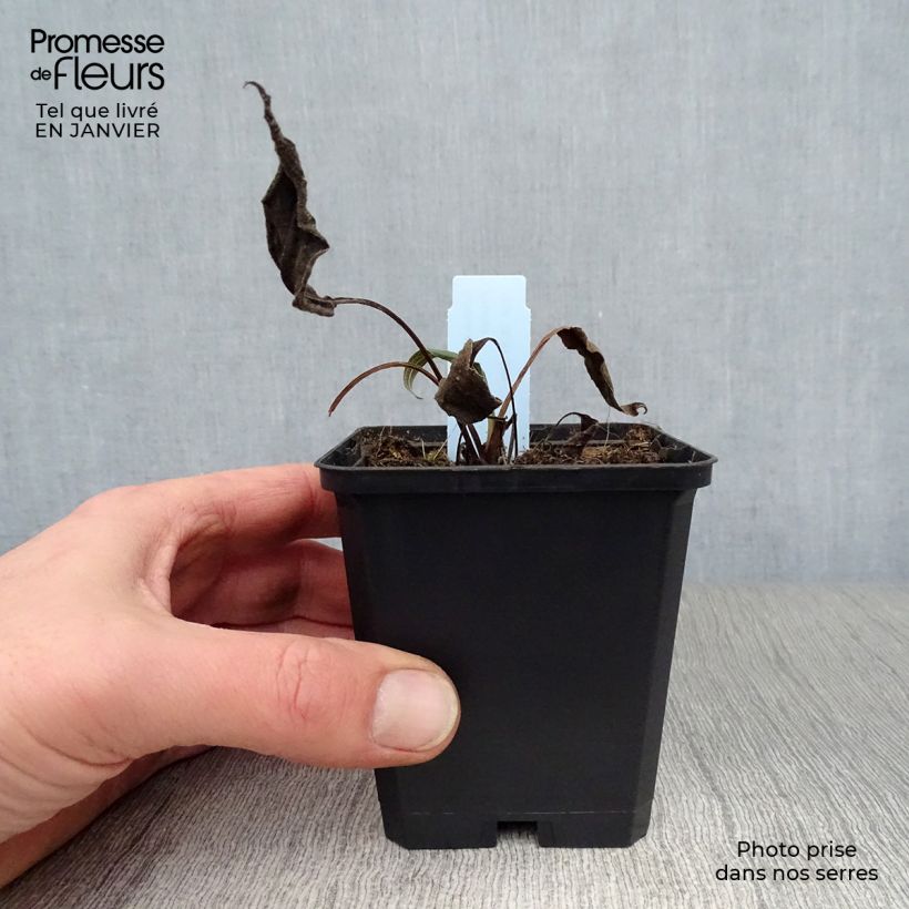 Example of Echinacea Hot Papaya - Echinacée Kweekpotje van 8/9 cm as you get in hiver