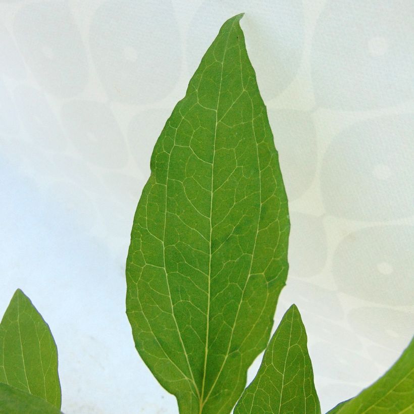 Echinacea purpurea Hot Summer - Rode zonnehoed (Foliage)