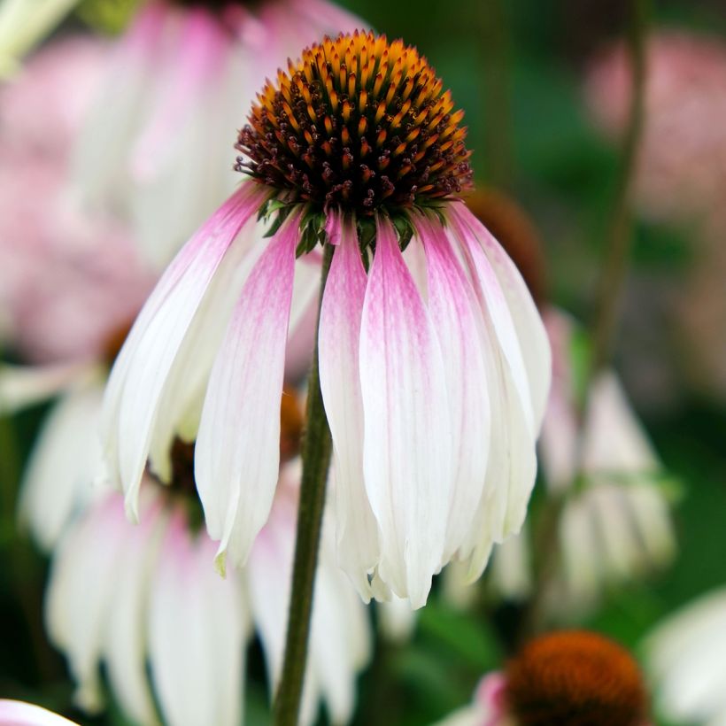 Echinacea JS Engeltje Pretty Parasols - Rode zonnehoed (Flowering)