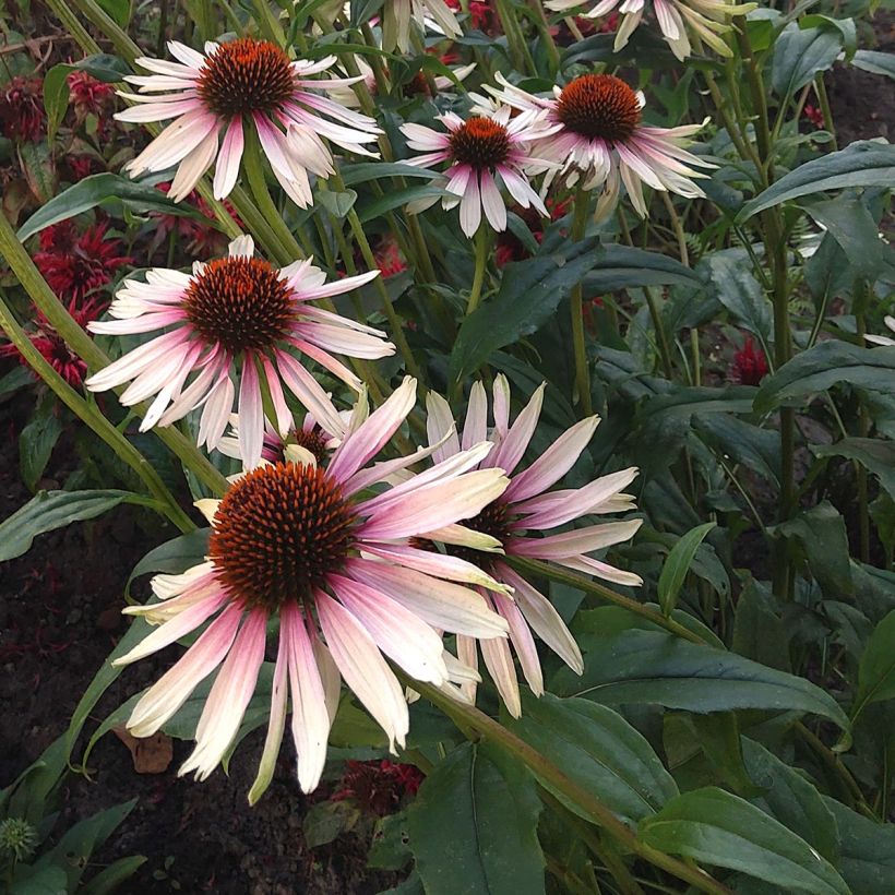 Echinacea JS Engeltje Pretty Parasols - Rode zonnehoed (Bloei)