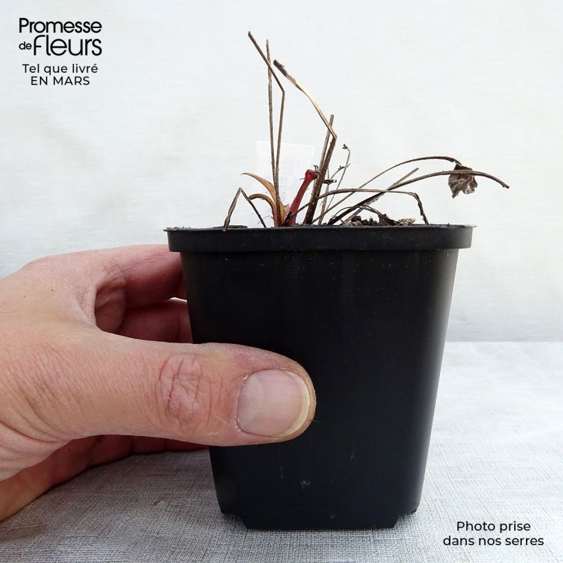 Exemplaar van Echinacea purpurea Julia - Rode zonnehoed Kweekpotje van 8/9 cm zoals geleverd in de lente