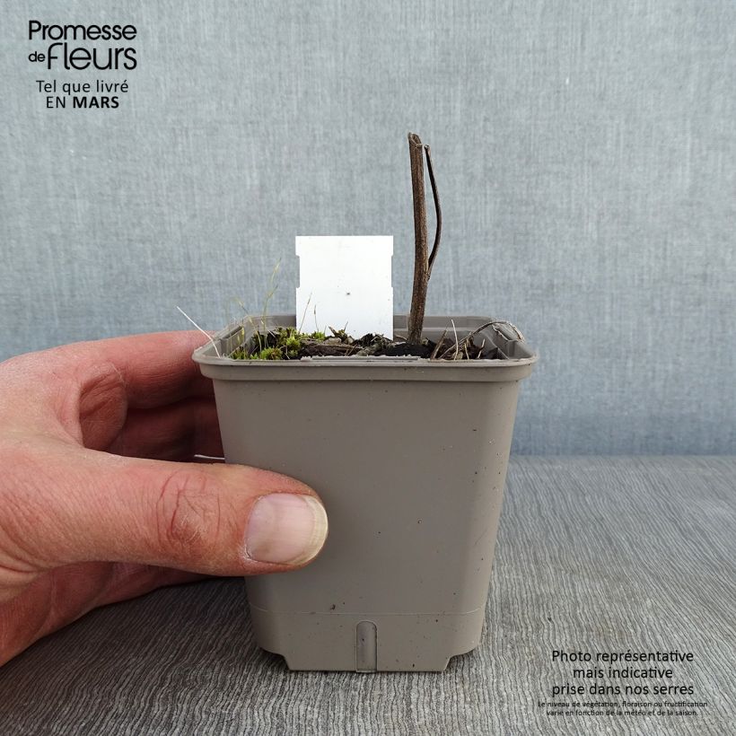 Exemplaar van Echinacea Kismet Orange Intense - Rode zonnehoed Kweekpotje van 8/9 cm zoals geleverd in de winter