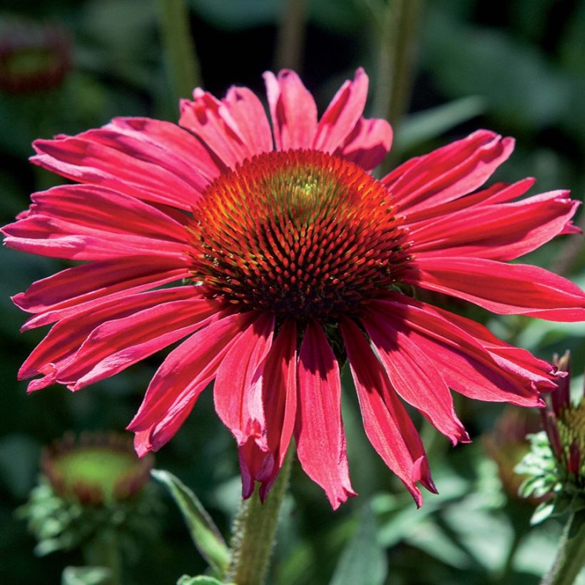 Echinacea purpurea Kismet Raspberry - Rode zonnehoed (Bloei)