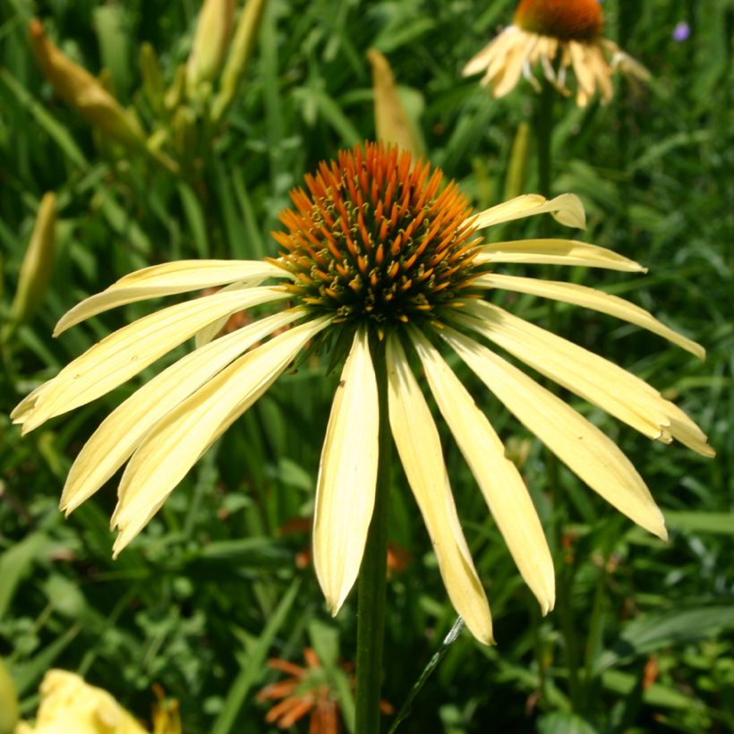 Echinacea purpurea Mango Medowbrite - Rode zonnehoed (Bloei)