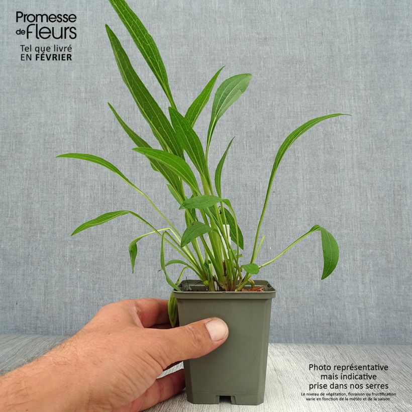 Exemplaar van Echinacea purpurea Marmalade - Rode zonnehoed Kweekpotje van 8/9 cm zoals geleverd in de herfst