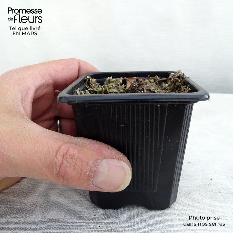 Example of Echinacea Maxima - Echinacée Kweekpotje van 8/9 cm as you get in hiver