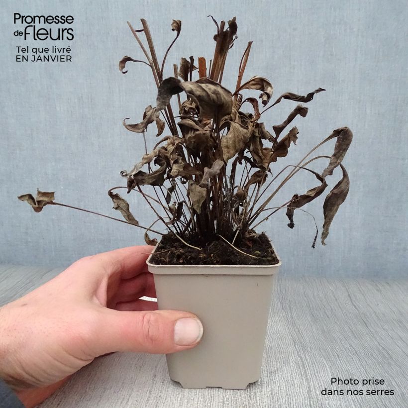 Example of Echinacea Orange Skipper - Echinacée Kweekpotje van 8/9 cm as you get in hiver