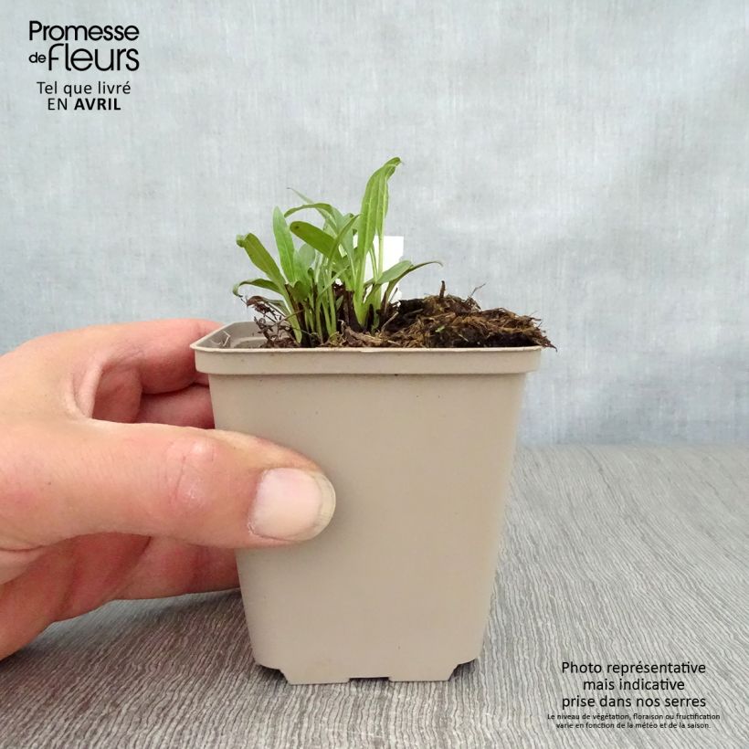 Exemplaar van Echinacea purpurea Orange Skipper - Rode zonnehoed Kweekpotje van 8/9 cm zoals geleverd in de lente