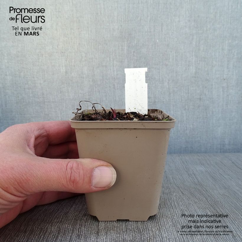 Exemplaar van Echinacea Prima Ginger - Rode zonnehoed Kweekpotje van 8/9 cm zoals geleverd in de winter