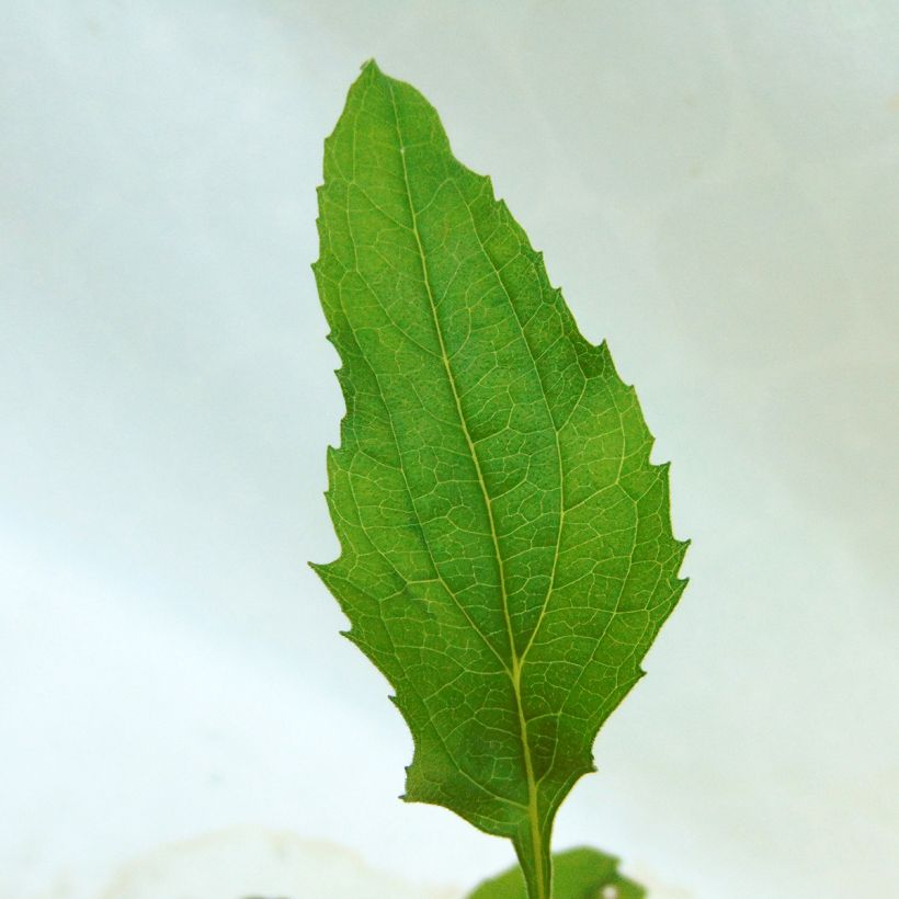 Echinacea purpurea Purity - Rode zonnehoed (Foliage)