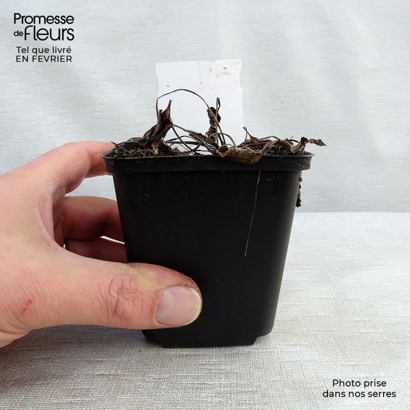 Example of Echinacea Purity - Echinacée Kweekpotje van 8/9 cm as you get in hiver