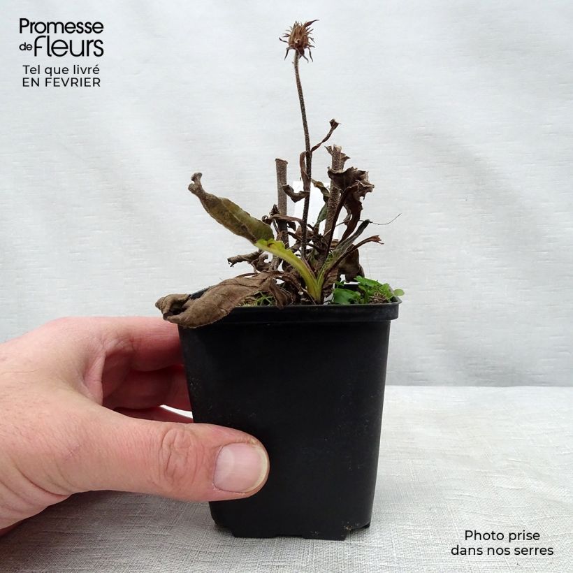 Exemplaar van Echinacea purpurea Red Knee High - Rode zonnehoed Kweekpotje van 8/9 cm zoals geleverd in de winter