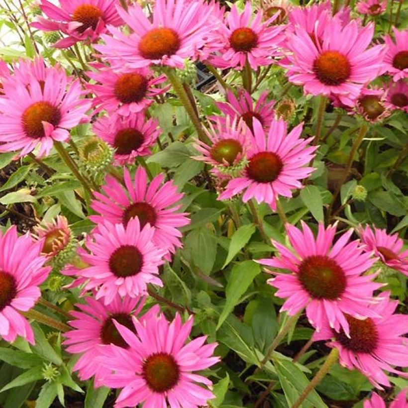 Echinacea Robin Hood - Rode zonnehoed (Bloei)