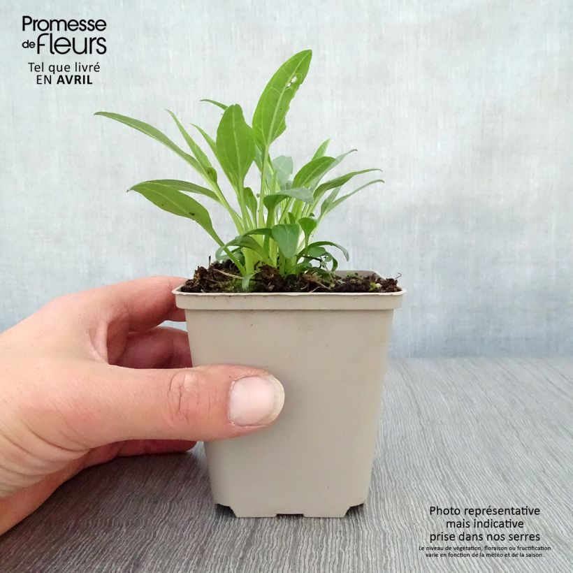 Exemplaar van Echinacea Secret Glow - Rode zonnehoed Kweekpotje van 8/9 cm zoals geleverd in de lente