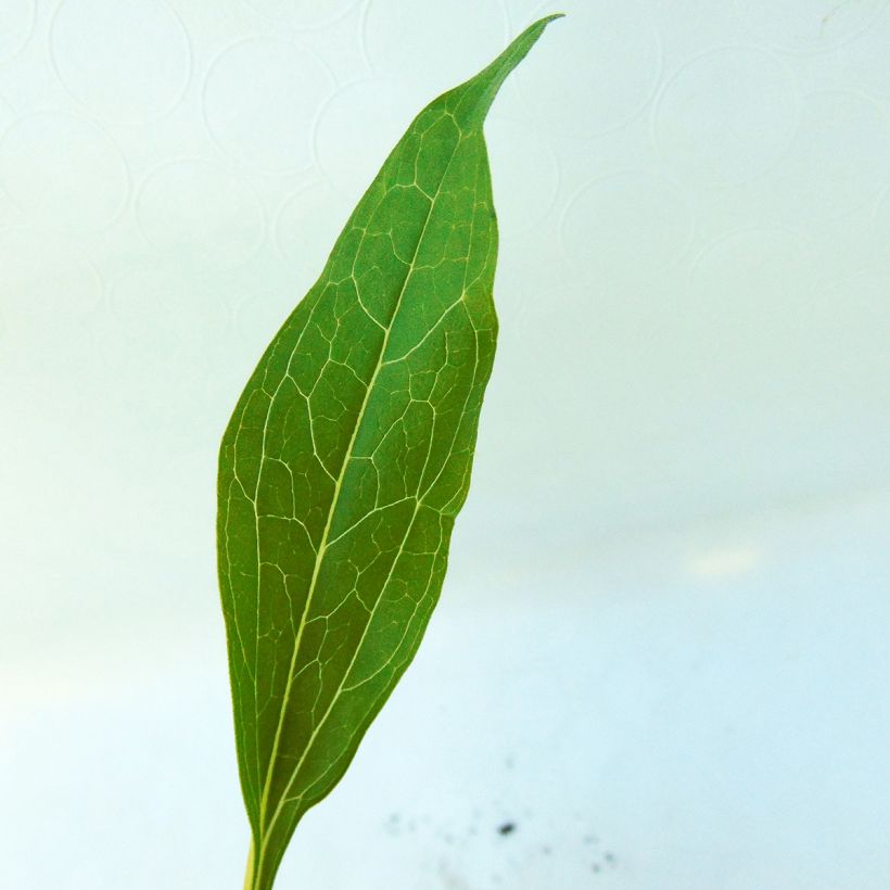 Echinacea Secret Passion - Rode zonnehoed (Blad)