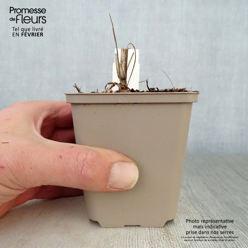 Example of Echinacea purpurea Southern Belle - Rode zonnehoed Kweekpotje van 8/9 cm as you get in hiver