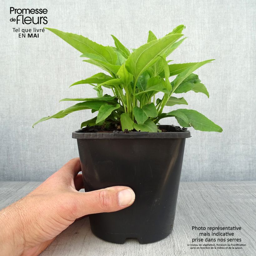 Exemplaar van Echinacea SunSeekers Apple Green - Rode zonnehoed Pot van 1,5 l/2 l zoals geleverd in de lente