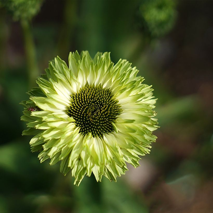 Echinacea SunSeekers Apple Green - Rode zonnehoed (Bloei)