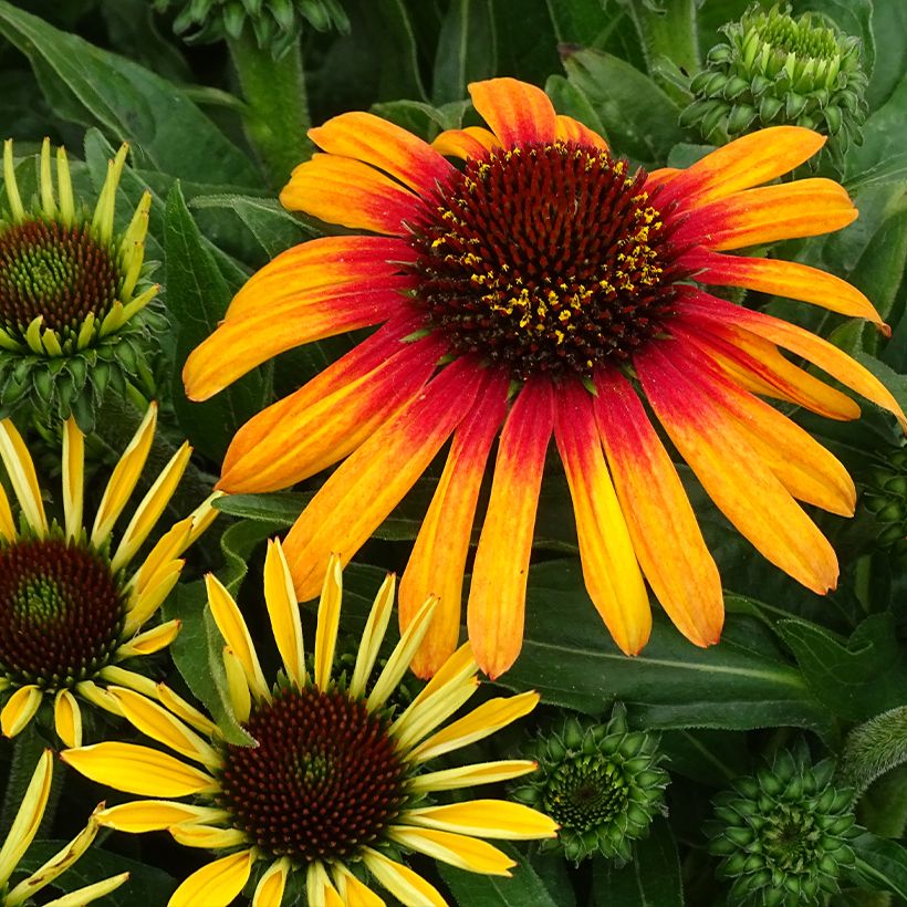Echinacea Sunseekers Tequila Sunrise - Rode zonnehoed (Bloei)