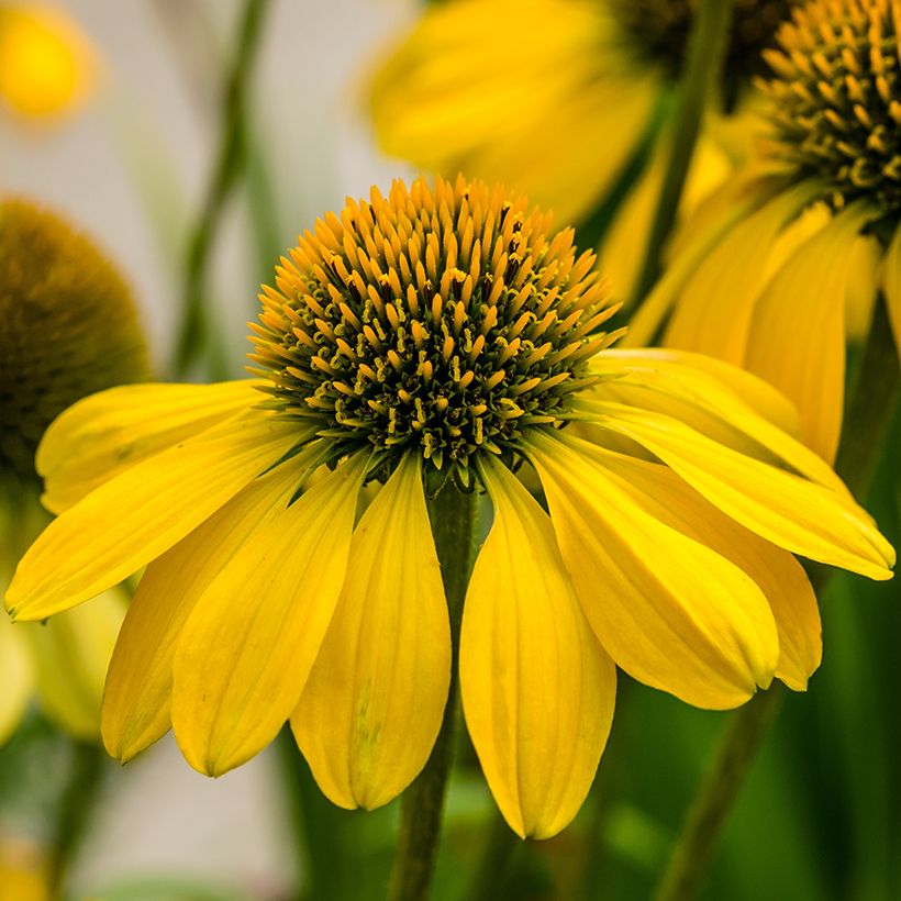 Echinacea Sunny Meadow Mama - Rode zonnehoed (Bloei)