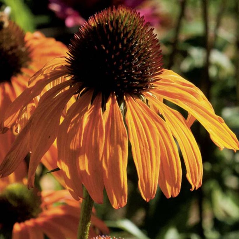 Echinacea purpurea Tangerine Dream - Rode zonnehoed (Flowering)