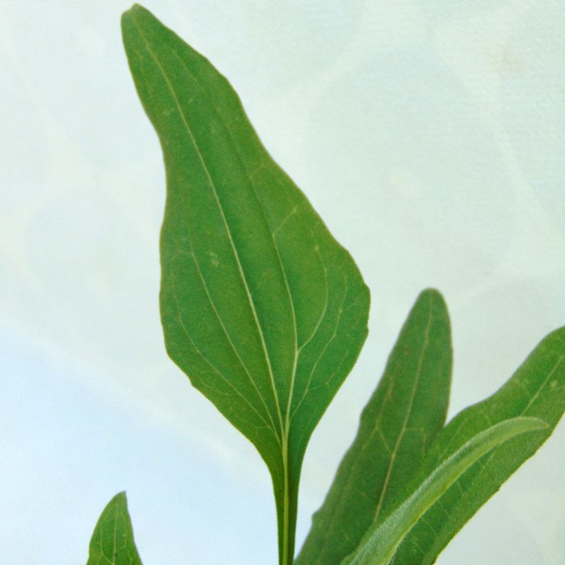 Echinacea purpurea Tangerine Dream - Rode zonnehoed (Foliage)
