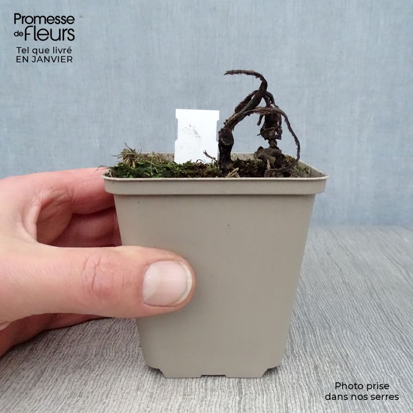 Example of Echinacea Tangerine Dream - Echinacée Kweekpotje van 8/9 cm as you get in hiver